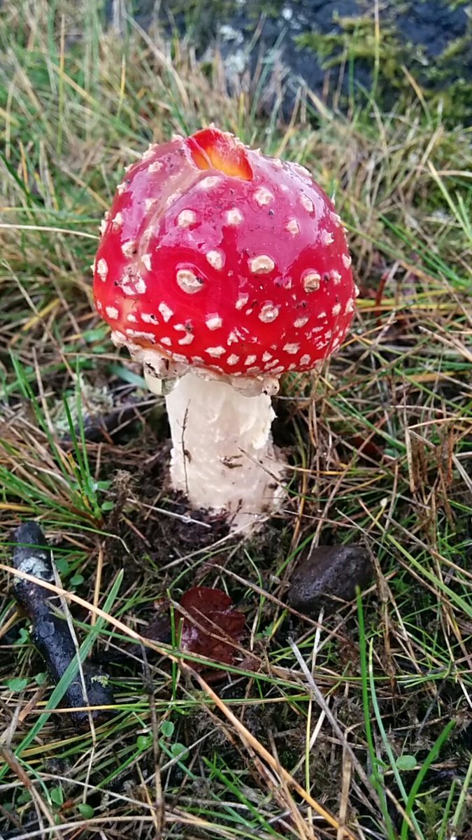 opoderosochatao's tweet image. Olha isso! Achei o Toddy do super Mario hj aqui na faculdade :) #SuperMario #MarioKart