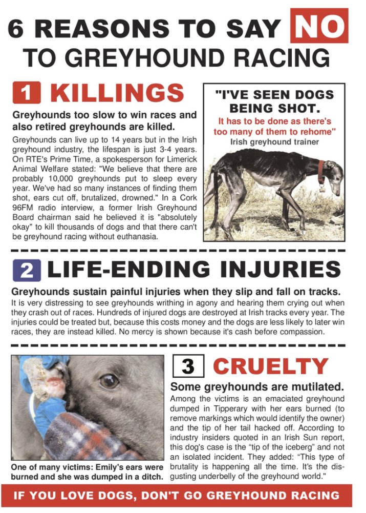 GreysAreForLife's tweet photo. @ForeverLurcher @gbayfm @MollyGBFM Disgraceful both in terms of callous lack of concern for the dogs and the censorship of comments on Facebook. How can people make an informed choice if you keep the truth from them. You are a disgrace. https://t.co/w1gansbFYI