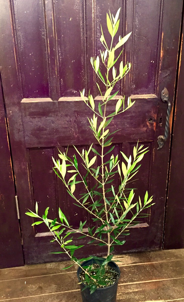 Eastgarden A Twitter オリーブ ひなかぜ 日本の気候に適したオリーブ 一般的なオリーブよりも葉が細長く 柔らかさも感じます わりと表が濃いグリーンで裏はシルバー系が多いのですが ひなかぜ の生長葉や葉裏は爽やかなライムグリーン Matsumoto