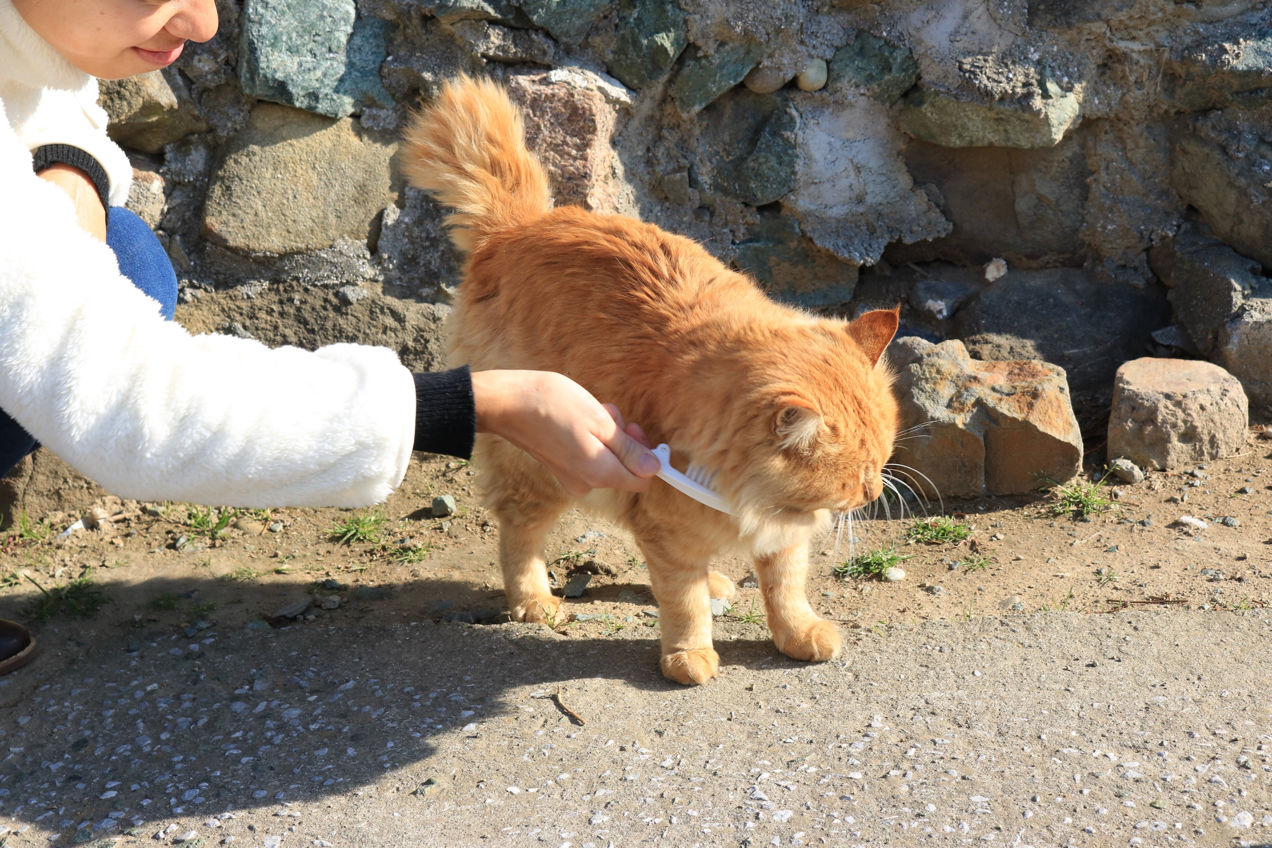 猫のブラッシング Twitter Search Twitter