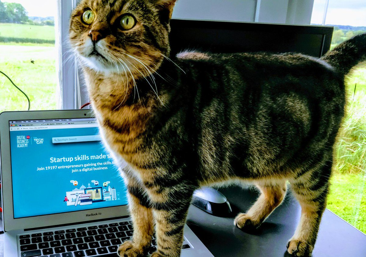 TechNation_DBA's tweet photo. Hugo says "I can has startup skills" 

#startupcats #digitalskills 

https://t.co/rIjzCv3zZi https://t.co/IvYDSglNb6