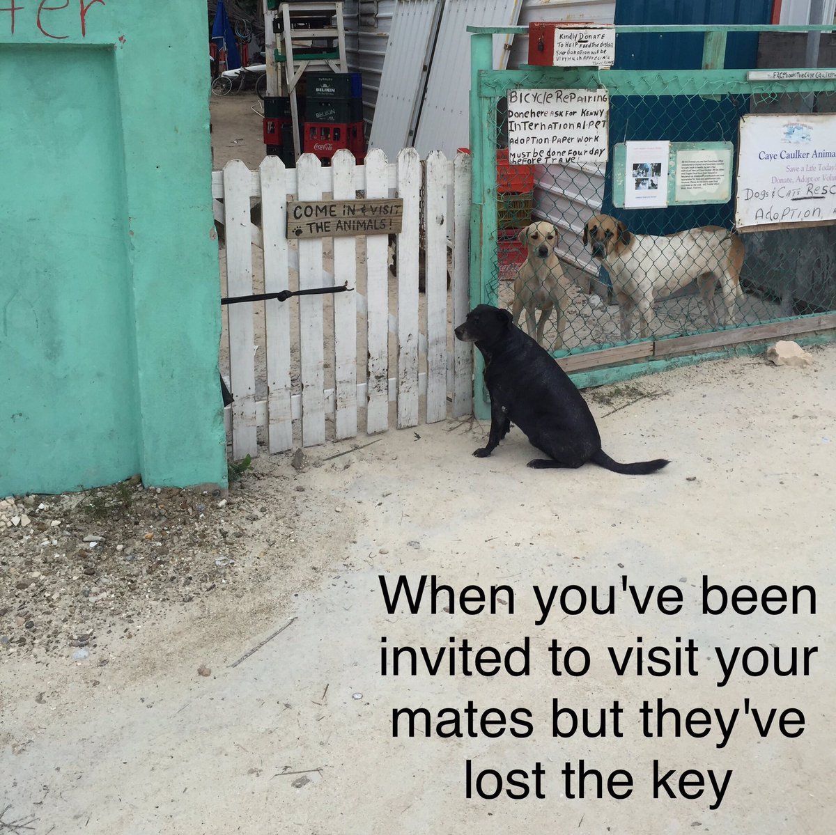 crappacking's tweet image. Sometimes you don't need #dog ed determination, just politeness...