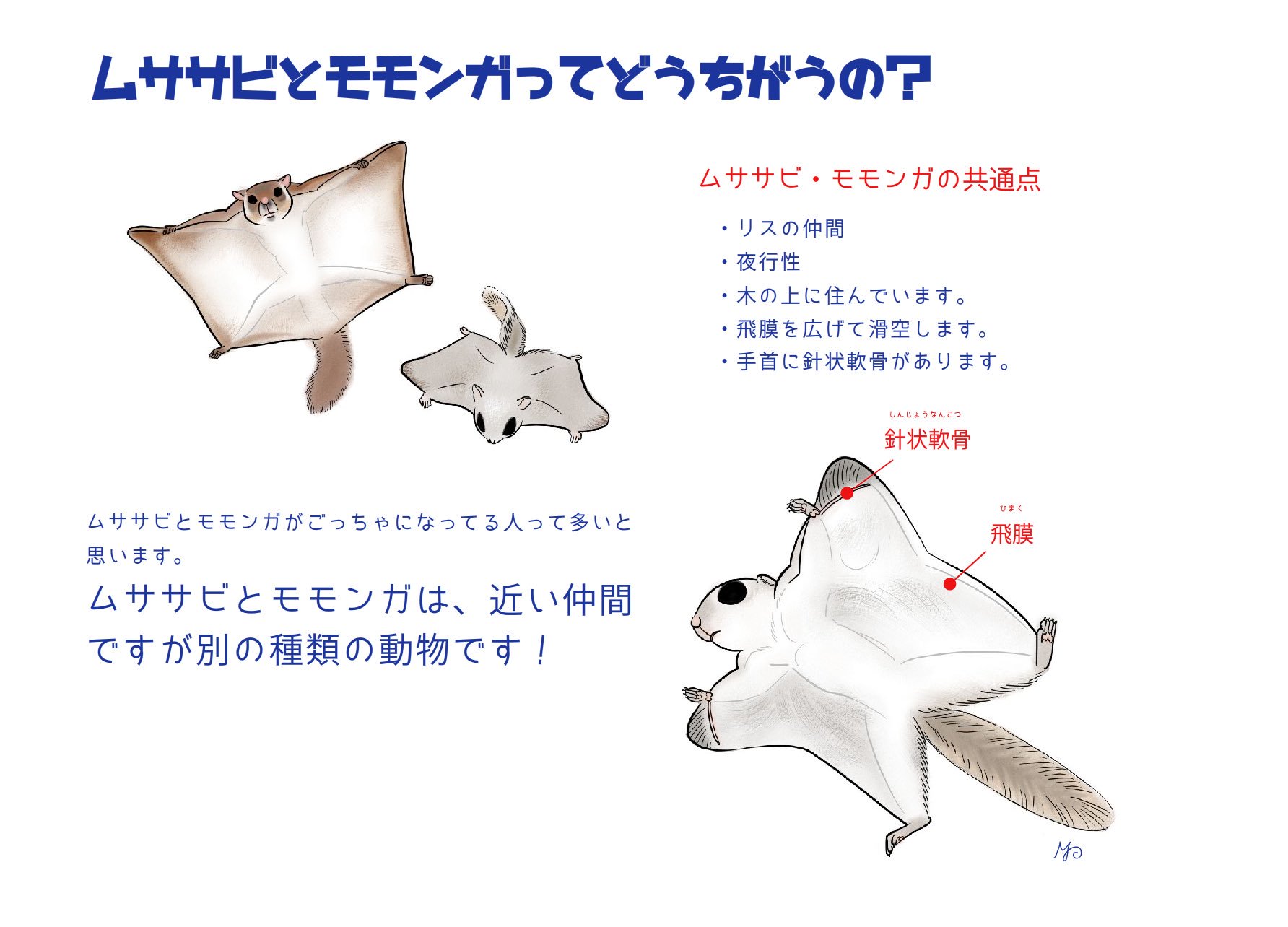 Maki りすマニア リス好きの皆様にどうしたら ムササビ と モモンガ も魅力あるリスの仲間だということをお伝えできるのかな 毎年悩みます りすカフェ