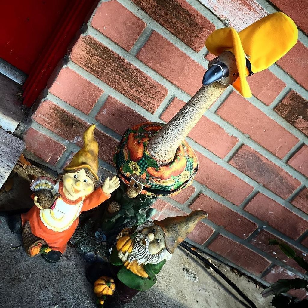 cindysnyderbook's tweet photo. Happy Thanksgiving everyone! 🦃 #thanksgivinginflorida #gnomevember #sothankful https://t.co/NyQeYjWKOn https://t.co/c9JUrUnJ2i