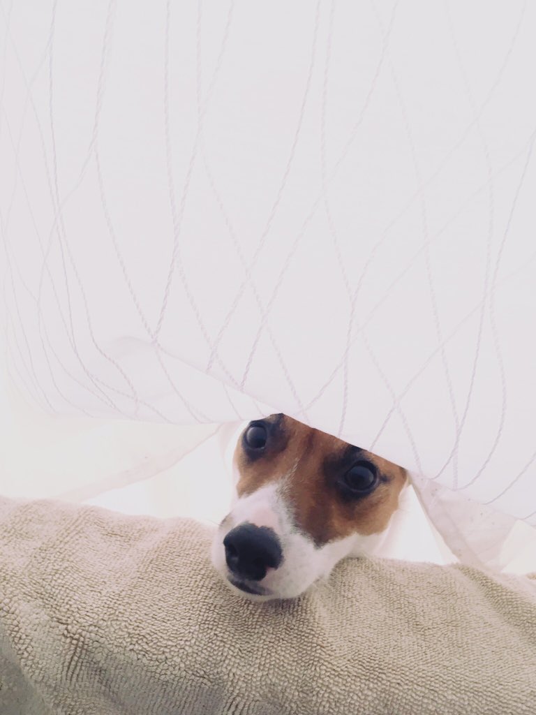 e_penton's tweet photo. @anamariecox Our Jack Russel has claimed the tub as his own blanket fort. #adorables https://t.co/7lgShuGtho