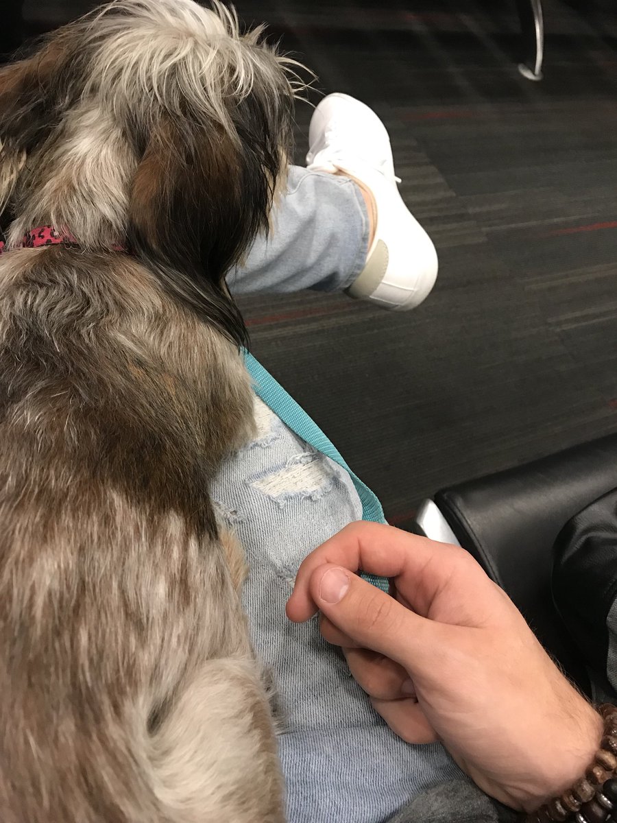 KipperWylie's tweet photo. I gave @johnwylie the puppy dog eyes and he let me on his lap. Waiting for the @SouthwestAir crew to get here then it’s wheels up to Tampa FL! https://t.co/YUYgxmiQiL