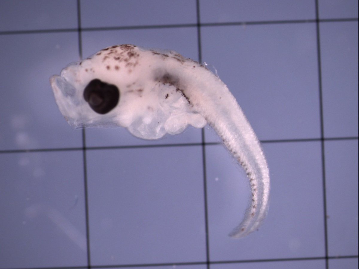 Here is a #Plankton photo from a survey conducted South West of the UK. Can you guess which young saltwater fish this is? 
#CefasScience