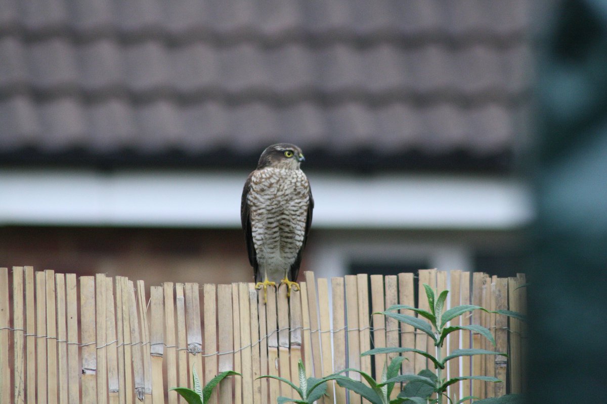 wildlife_news's tweet photo. RT @lardlikesdogs: @wildlife_uk lovely Sparrowhawk Leeds .UK https://t.co/zhDjapcTaG