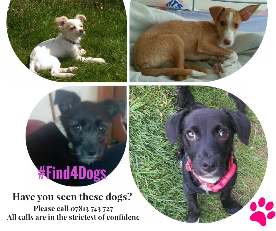 Find4Dogs's tweet image. PIA,  ORA, RUFUS &amp;amp; LUNA ALL STILL MISSING!!  LAST KNOWN LOCATION GLASGOW OCTOBER 2013 @Find4Dogs