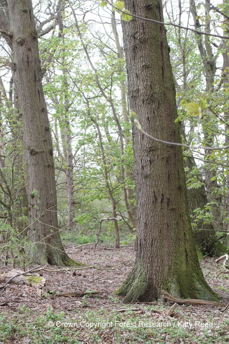 AFEntomology's tweet photo. Will climate change affect Acute Oak Decline due to influence of temperature on two spotted oak buprestid Agrilus biguttatus: @katylreed  @Forest_Research https://t.co/GYq5ynr77z https://t.co/b36cNZGg7Z