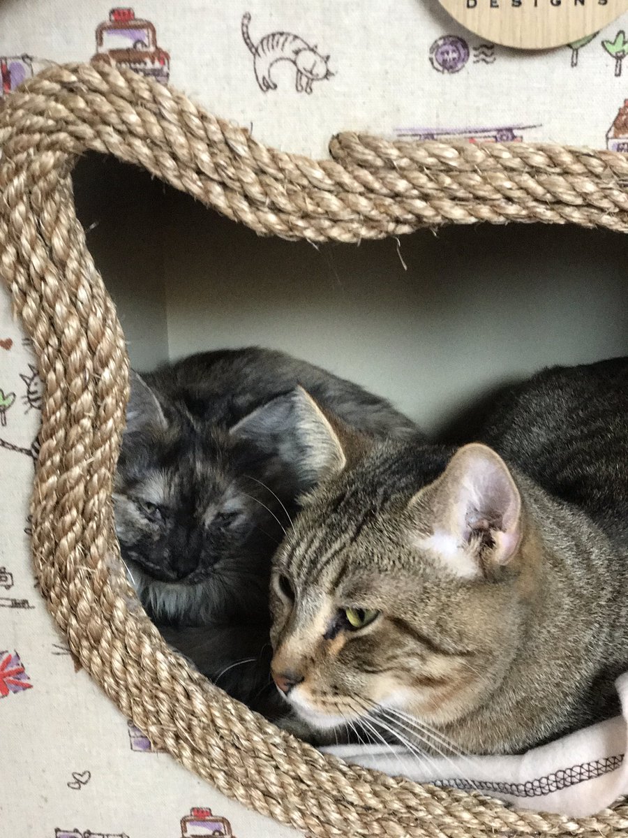 CatVillageNorth's tweet photo. Once Upon a time this Morning Lay peacefully Azarah & Gabe in there new Kitty Cottage Donated kindly by #myfourcatsdesign , Make this Christmas Holiday a extra special one for our fellow Kitty's out there to stay cozy & warm 😻https://t.co/RhSvstrhT8 #catcottage #catvillagenorth https://t.co/2R4OR2BAHN