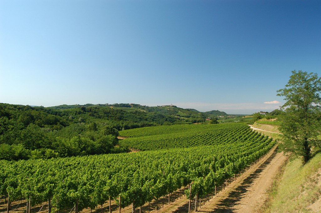 corriereveneto's tweet photo. Due appuntamenti in Veneto per il #CollioDay https://t.co/bjSHmrB3yG @blogcollio #vini https://t.co/PS8ge4auwg
