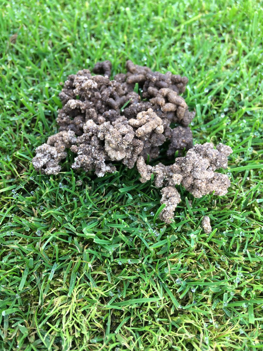 CastClear's tweet image. Use CastClear to rid your lawn of these pesky Earthworm Casts. Lots of Garden Retail Stockists on CastClear.co.uk or online
