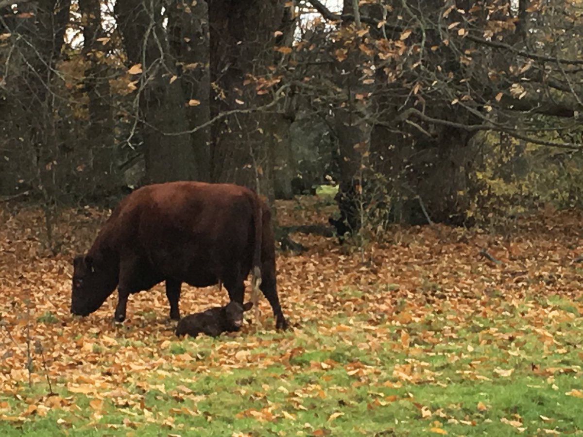 New born calf &amp; protective Mother in Manor Park - please give them some space #westmalling