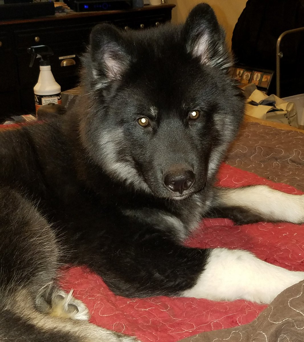 D_bellalyle's tweet photo. #dogsoftwitter #HappyThanksgiving #heyokahusky My little clown and i  r up at 6am to start d turkey &amp; watch #thewayoftheturkey  kungfu movie marathon On @Elreynetwork .. I LOVE KUNGFUUUUUU....and TURKEY .. https://t.co/ngtBLbbgIT