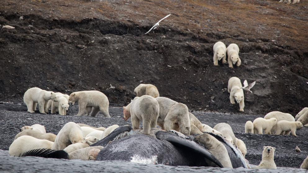 Casi 600 osos polares se acumulan en una isla rusa por falta de hielo en el Ártico dlvr.it/Q2T1YH