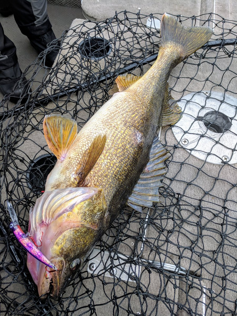 Our #purplesecret takes another #walleye on #bayofquinte
