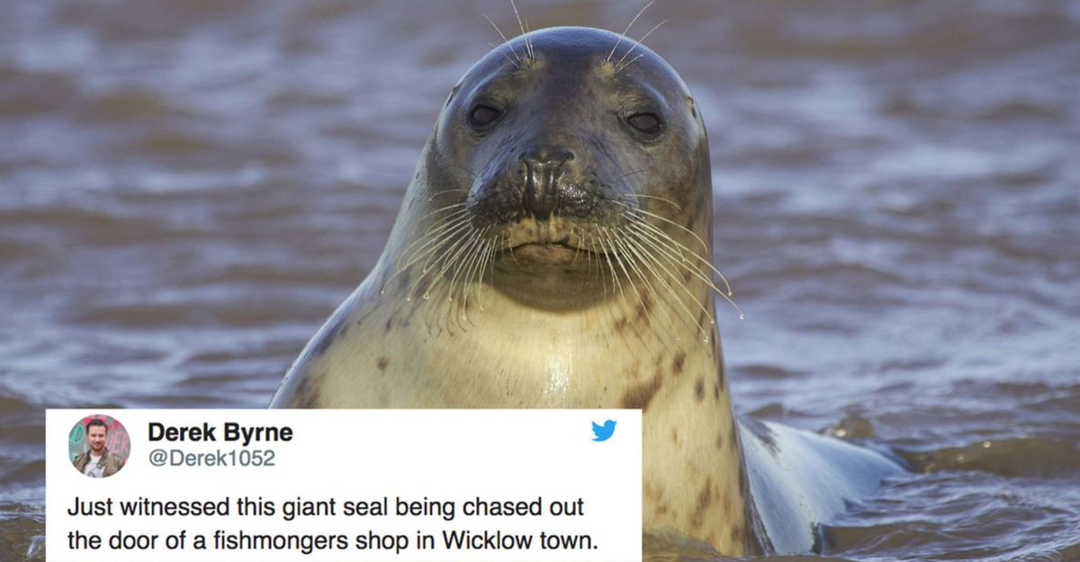 mashable's tweet image. Cheeky seal gets chased away by weary fishmonger, goes viral on.mash.to/2zvr0SL
