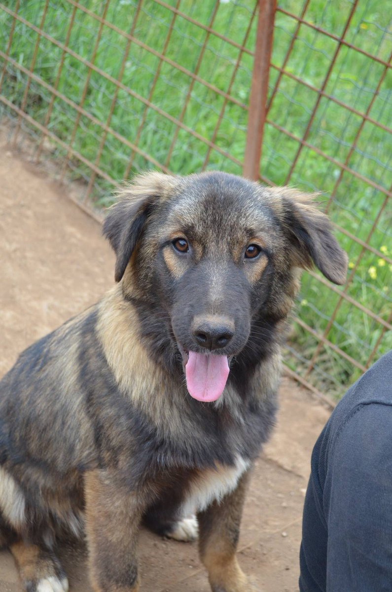 _WAHF's tweet photo. #FORGOTTENDOGS Doxi &amp; Baby are another two that are facing their second winter in the shelter. Sadly these dogs have received no interest despite having nothing but love to give! Please share to find them a home! If you are interested contact alicia@wildatheartfoundation.org x https://t.co/fQHLsibiTJ