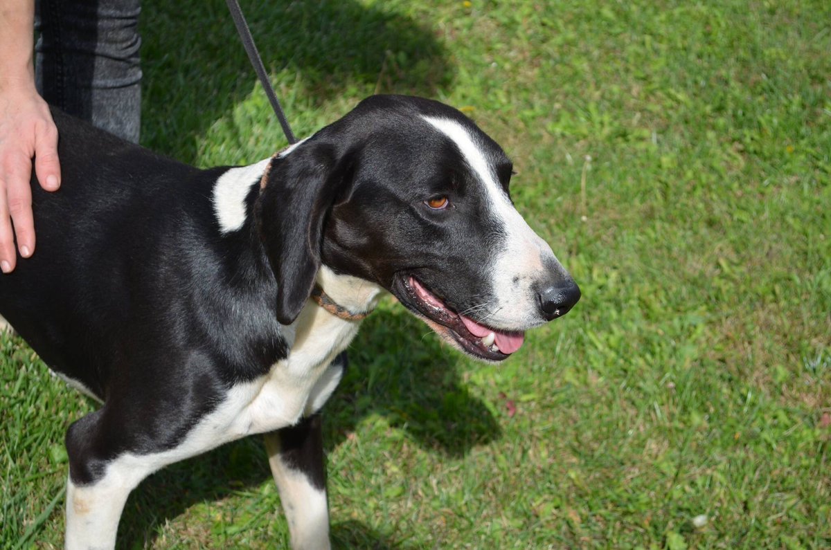 _WAHF's tweet photo. #FORGOTTENDOGS Doxi &amp; Baby are another two that are facing their second winter in the shelter. Sadly these dogs have received no interest despite having nothing but love to give! Please share to find them a home! If you are interested contact alicia@wildatheartfoundation.org x https://t.co/fQHLsibiTJ