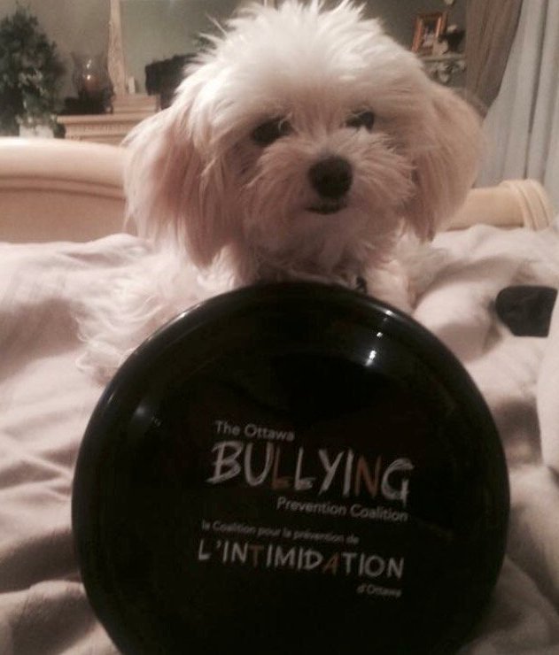 ottbullying's tweet photo. Mocha takes the pledge to create change #ottpass #OBPC #ottbullying #BAW2017 https://t.co/XePxHS9eS2