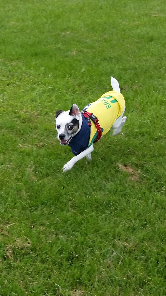 My Jack Russell x Staffie - Sammy ♡