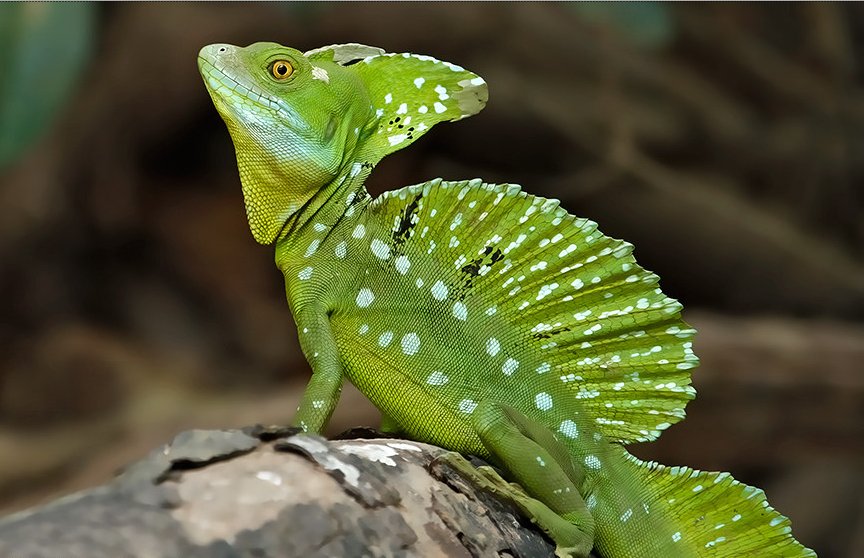 green basilisk lizard running on water