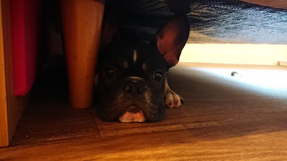 cprmustang's tweet image. He knows he has been naughty so he hides under the sofa