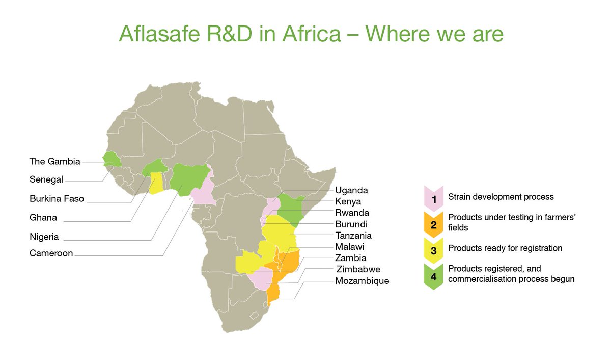 Aflasafe's tweet photo. Welcome on board, Cameroon! Newest kid on the R&D block. #Aflasafe contributes to helping #EndAflatoxin-related food, health and trade crises. Our R&D now covers 15 African nations. Find Aflasafe where you are via our interactive map https://t.co/W4PfGrIWPP #AflasafeCM https://t.co/B4UnLYXmns