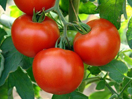 Ukrainian tomato & cucumber prices increase dramatically hortidaily.com/article/39343/… https://t.co/6bzqa5WJM9