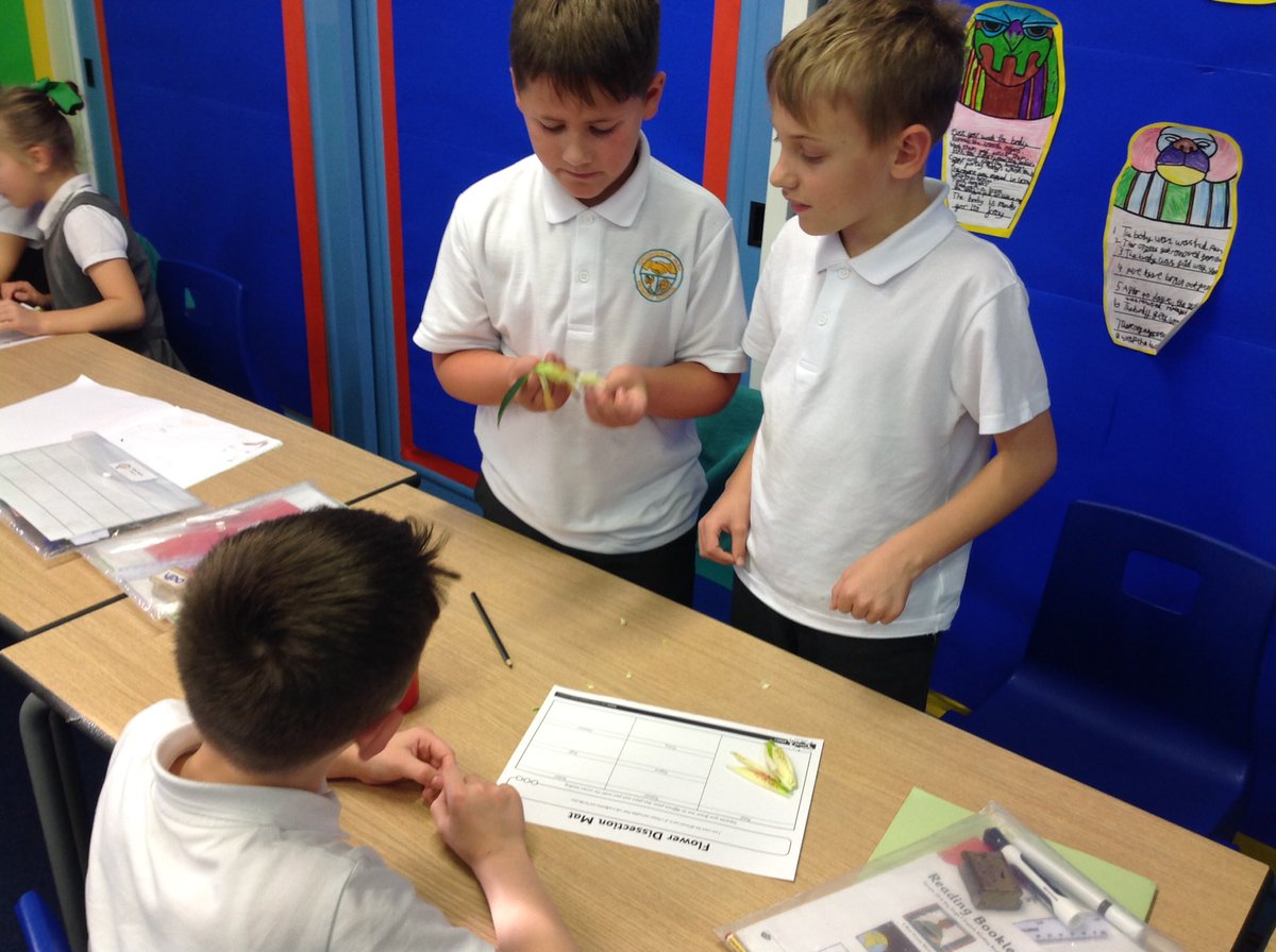 GrosvenorParkPr's tweet photo. From animals to plants! Class 6 spends the afternoon dissecting lillies.. not the girls, just the flowers !! πΈ #learningthroughinvestigation https://t.co/fKxLBi3cQ0