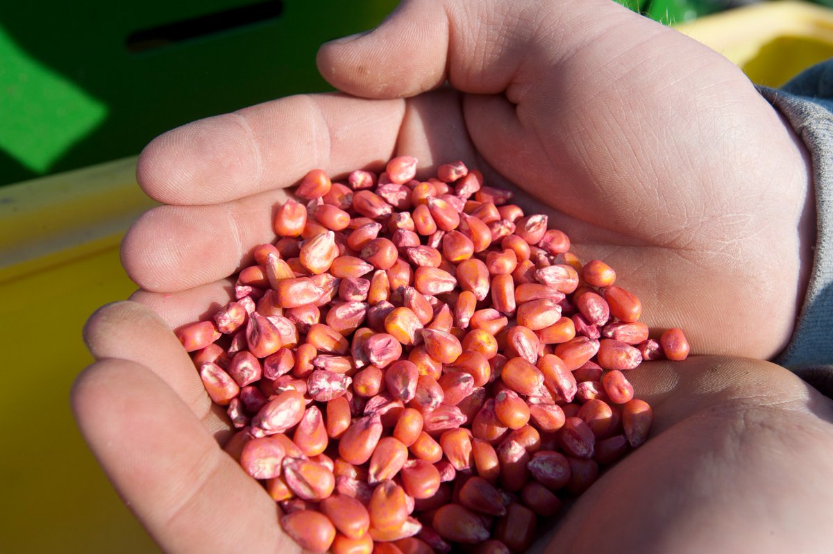 NewThought4Food's tweet photo. Today we are especially thankful for all of the farmers and ranchers who work so hard to provide our #Thanksgiving meals. @DiscoveryOSU #DiscoveryInFACT https://t.co/GnWbhPZ0eK
