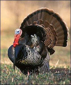 kypredtrpak's tweet photo. Happy Thanksgiving!! https://t.co/T6x8alIEIb