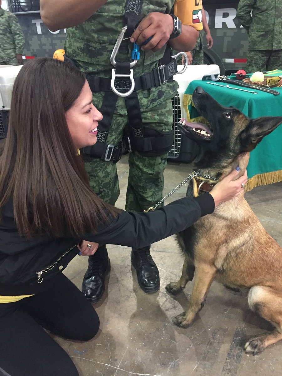 pagolamx's tweet photo. Super hermosa esta pastor belga !!! En @ExpoRescue https://t.co/zChfCN9GDa
