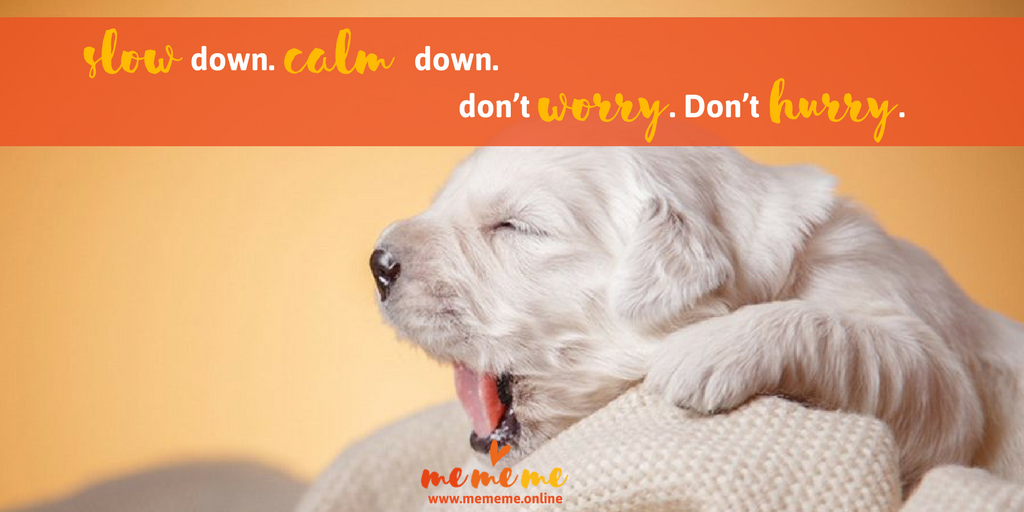 ThriveNorfolk's tweet photo. Because EVERYONE wants to be as comfy and cosy as this little guy! Take life at a pace that feels right for you. #maketimeformetime #puppy https://t.co/nyehll5LqP