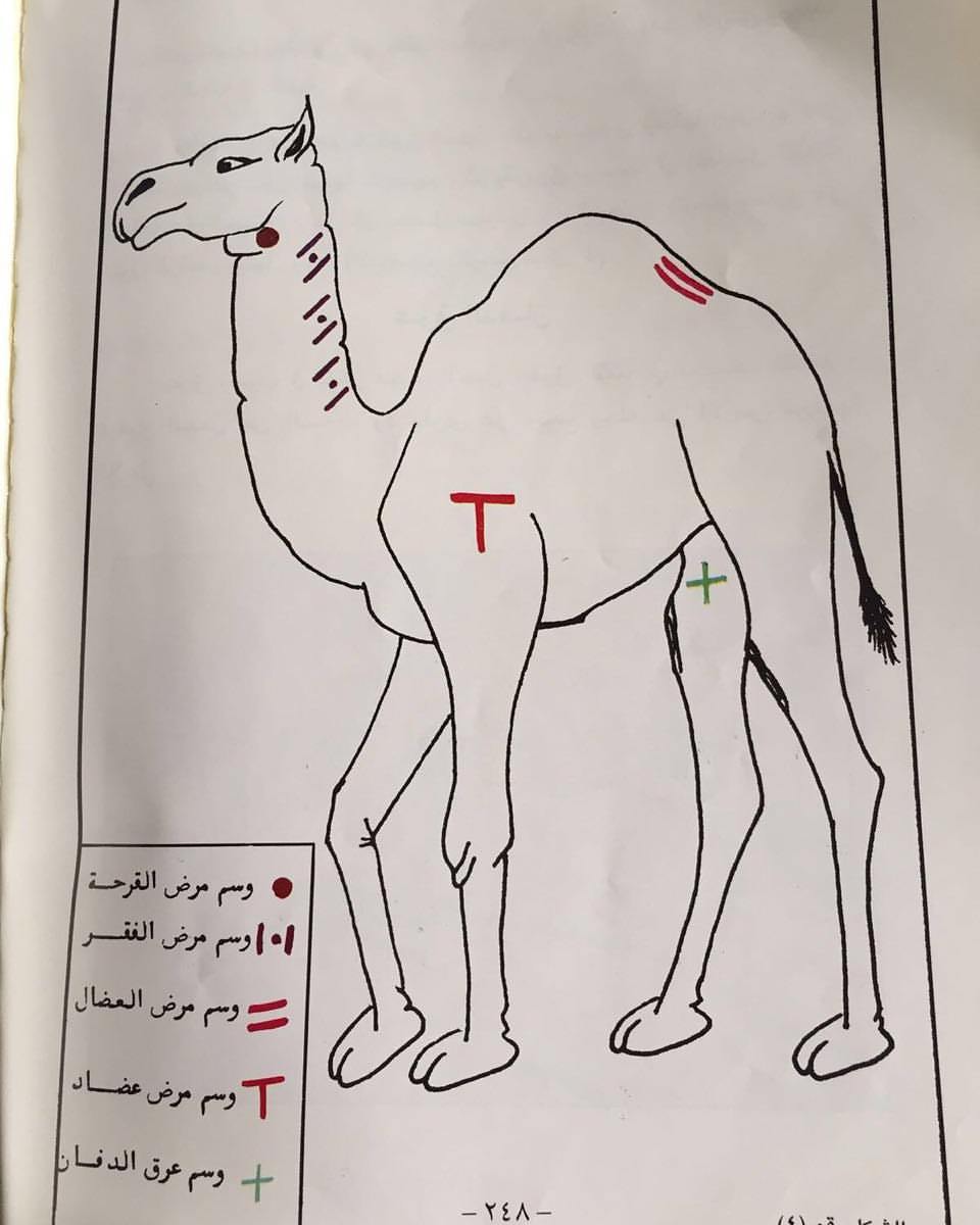 popopo565's tweet photo. وسوم كوي امراض البل ( الهجن ) https://t.co/Zsbwg4L6jW