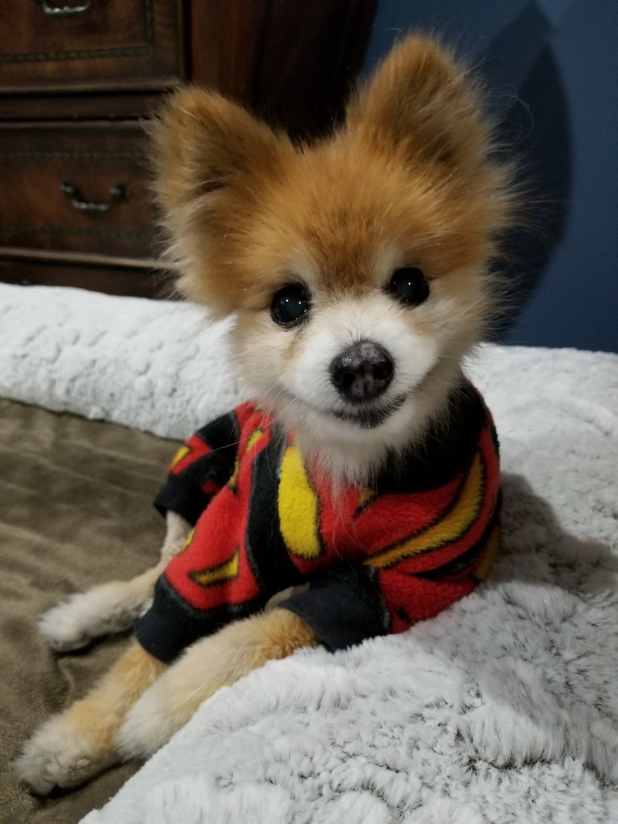 GoHawks_Moon's tweet photo. @PomeranianF Hi, i am too.  Along with my 4 brothers and sister. https://t.co/hYhqtTGeHw