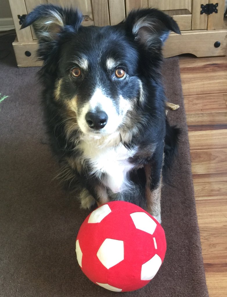 d7_lisa's tweet photo. @DogfestUK Izzy wants to go to all 3 ! #teamtriple 😩 https://t.co/eQEQwQRnUP