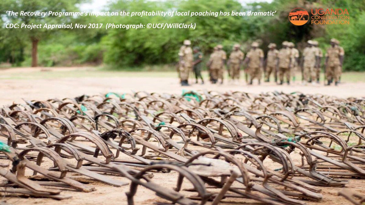 .<a href="/ugwildlife/">Uganda Wildlife Authority</a> and <a href="/UgandaCF/">UgandaCF</a> have dramatically undermined the poacher economy around Murchison Falls destroying over twenty tonnes of traps in five years - #TuskConservationLecture