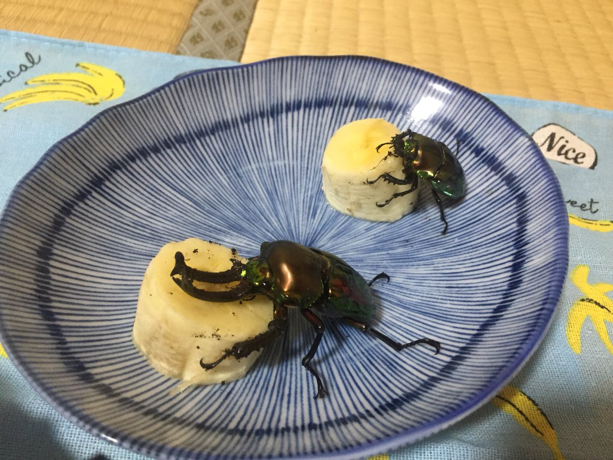 SpikeTheBeetle's tweet photo. happy bugsgiving🍁 https://t.co/8tXn2tyR5R