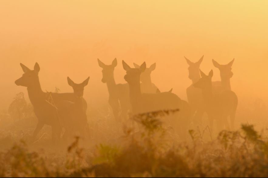 GlosRoads's tweet photo. Oct to Dec is a high-risk time for deer on the road. Most collisions happen between sunset &amp; midnight and before &amp; after sunrise. #DeerAware https://t.co/zzeH502ON1