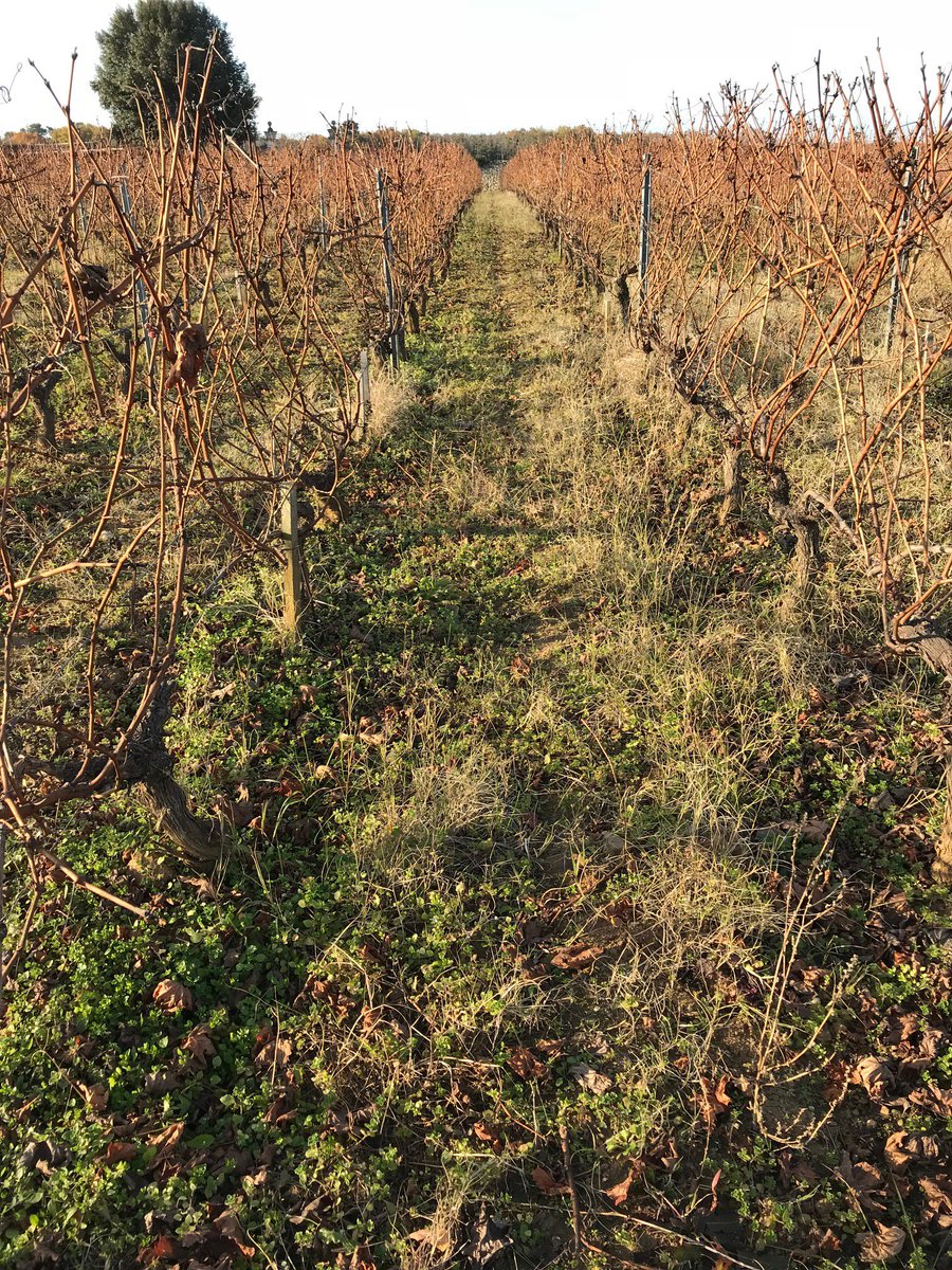 Office of the day : Auditer une propriété dans les #Graves sous un soleil chaleureux #audit #métier #expertise #vignoble