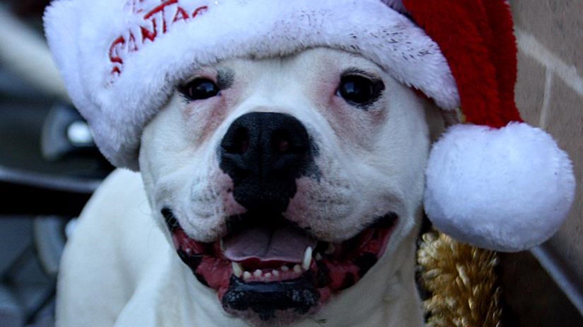 Have you bought any of our #Xmas #raffle tickets yet? They're only £1 each &amp; you can enter online @ bit.ly/2mpjWkm - lots of fab #prizes up for grabs! Raising £s for the #animals in our care @ our #YorkAnimalHome @ #Christmas <a href="/ZaffoUK/">Zaffo</a>