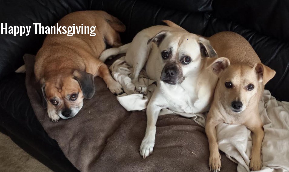 hermsthepuggle's tweet image. Happy Thanksgiving from the crew