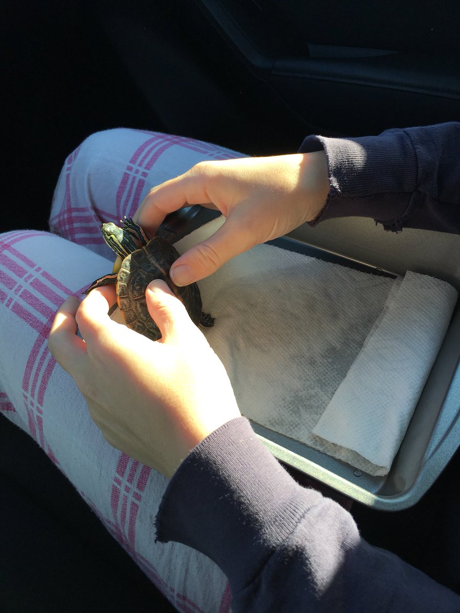 S_Cannella's tweet photo. When the fire alarm goes off in your apartment and you have to take your turtle w/ you in your pajamas... 🐢#HappyThanksgiving https://t.co/psU4tSMm8V