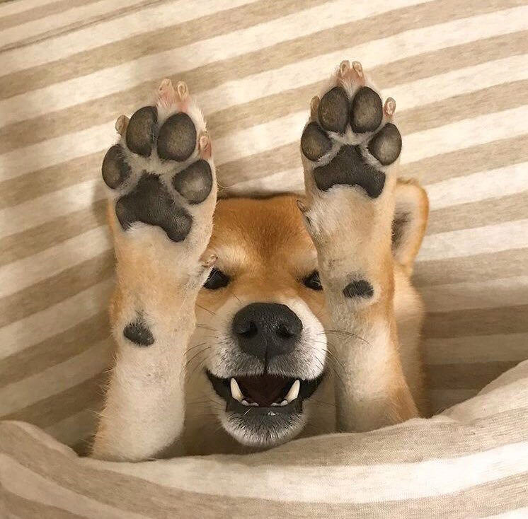 Potrxkmr's tweet photo. Añuñú. https://t.co/TVfzdi3zo2