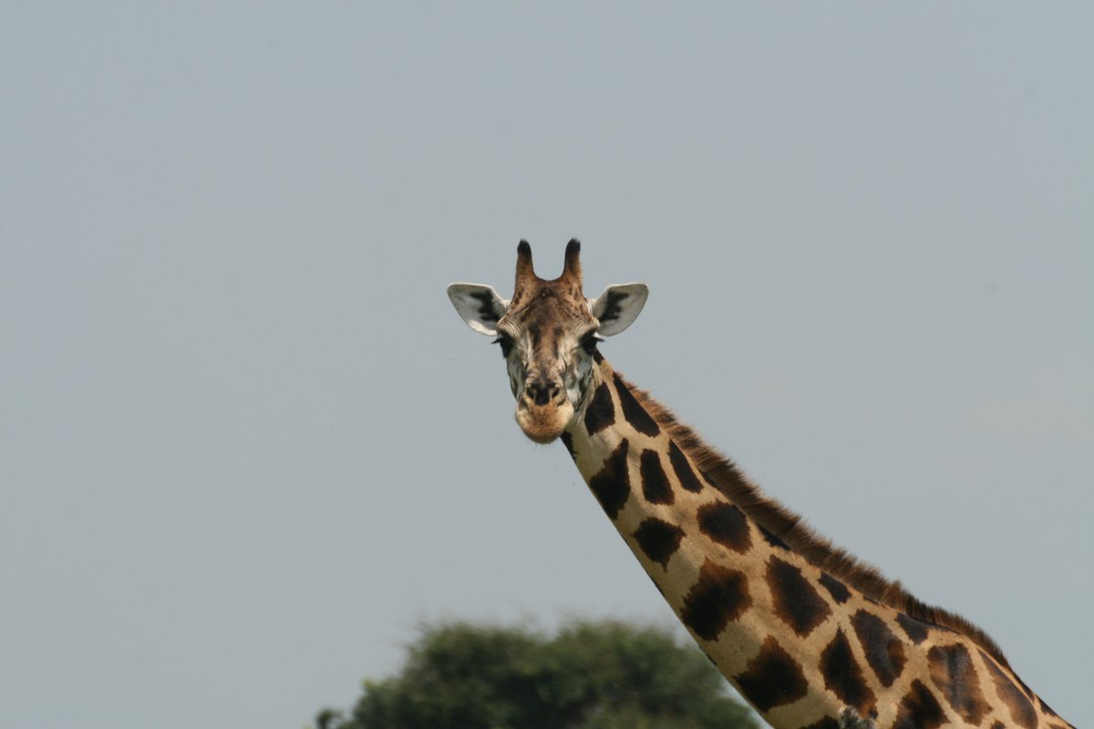 Rothschild Giraffe population in Murchison Falls has nearly doubled in the last five years – we never had so many in Murchison, over 1500! Come &amp; hear  how <a href="/UgandaCF/">UgandaCF</a> &amp; <a href="/ugwildlife/">Uganda Wildlife Authority</a> achieved this tonight! Tickets available on the door! bit.ly/2yxqfHg #rothschildgiraffe