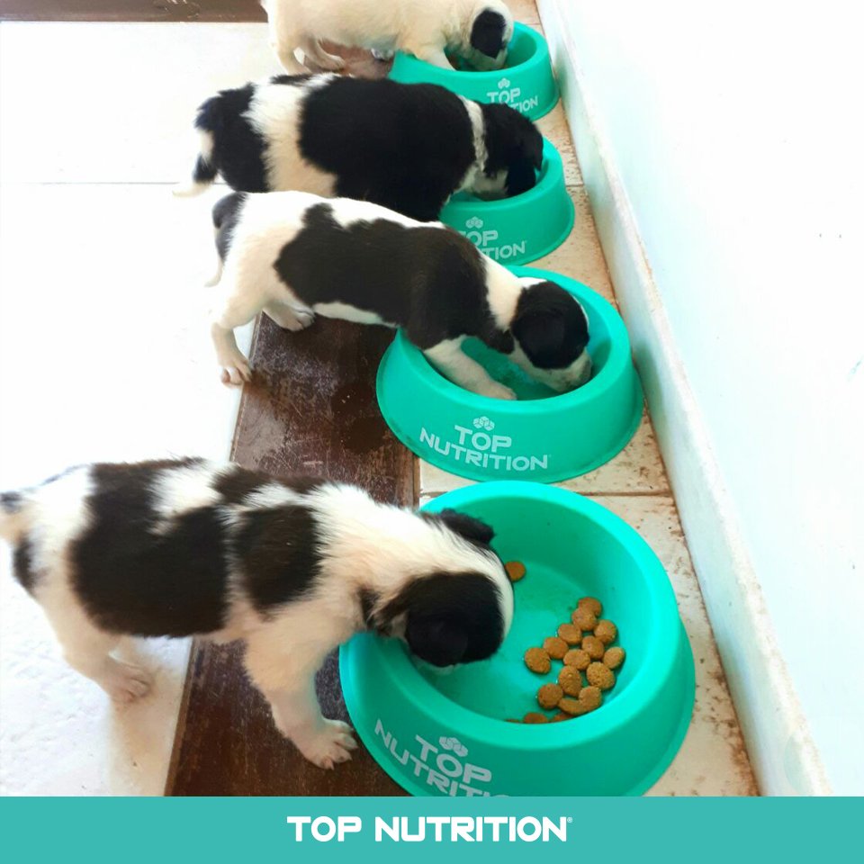TopNutritionAr's tweet photo. Es hora de comer Top Nutrition! #TopNutrition #SuperPremium https://t.co/xZBMFlPRvZ