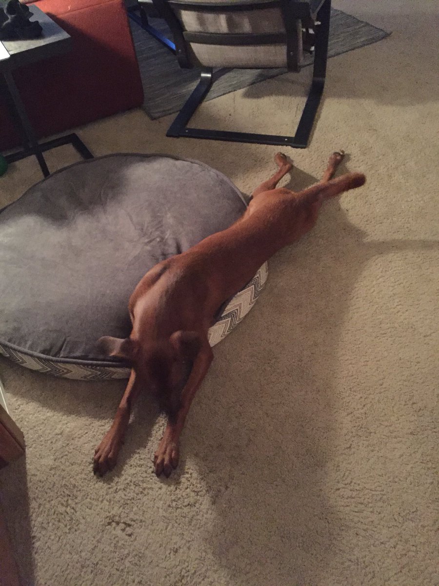 BragoDoggo's tweet photo. ME: “My favorite yoga position is the sploot.”
HUMAN: “Not the downward dog?”
ME: “NO. THE SPLOOT.” https://t.co/q3ksdWOOz5