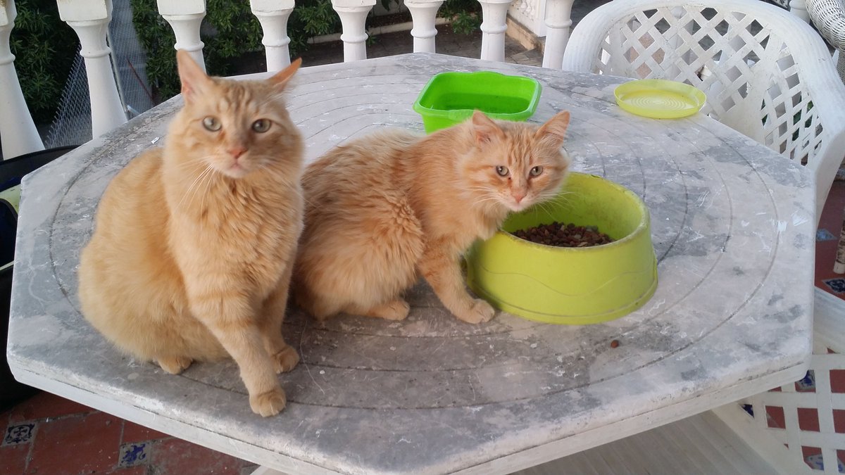 If you love cats, you'll love what this beautiful woman is doing! goo.gl/ArgATj